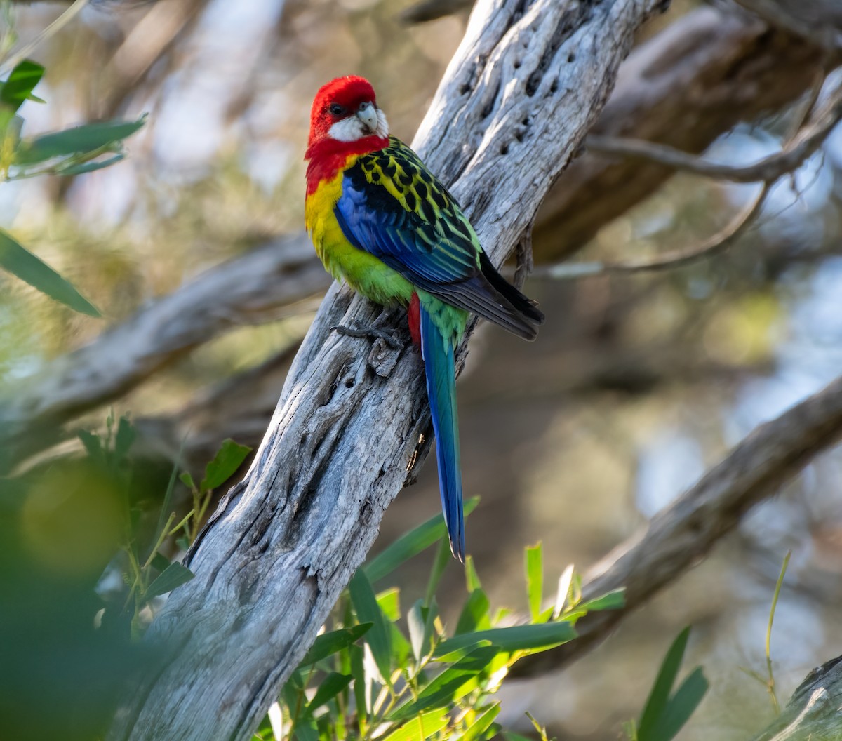 Eastern Rosella - ML611552052