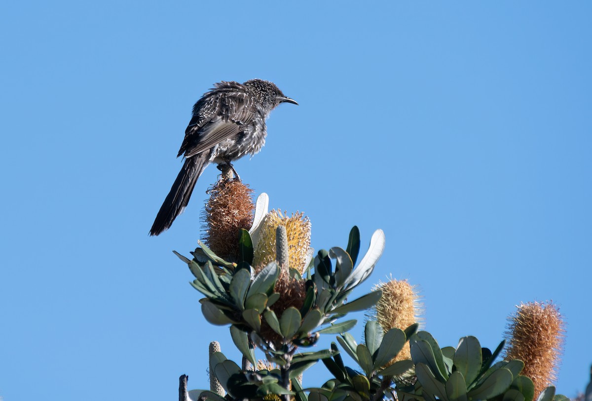 Little Wattlebird - ML611552080