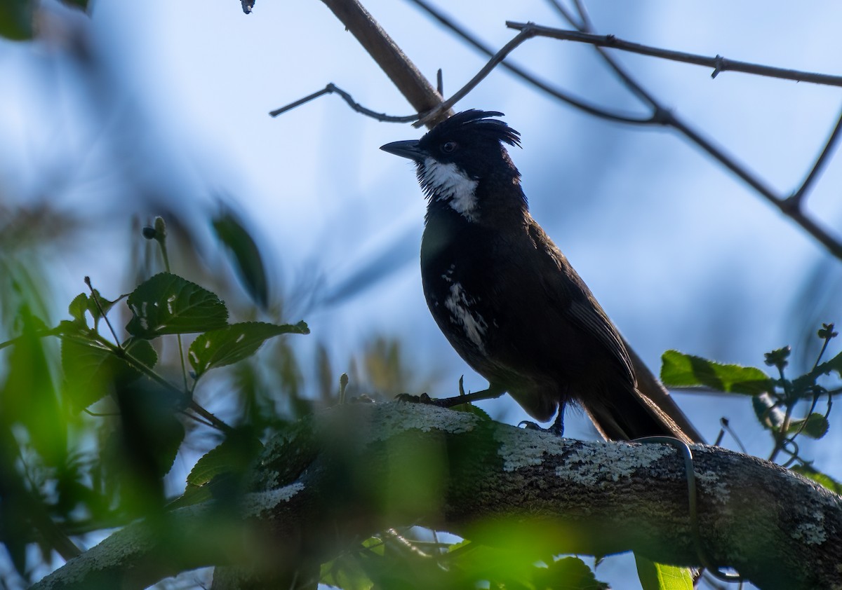 Eastern Whipbird - ML611552094