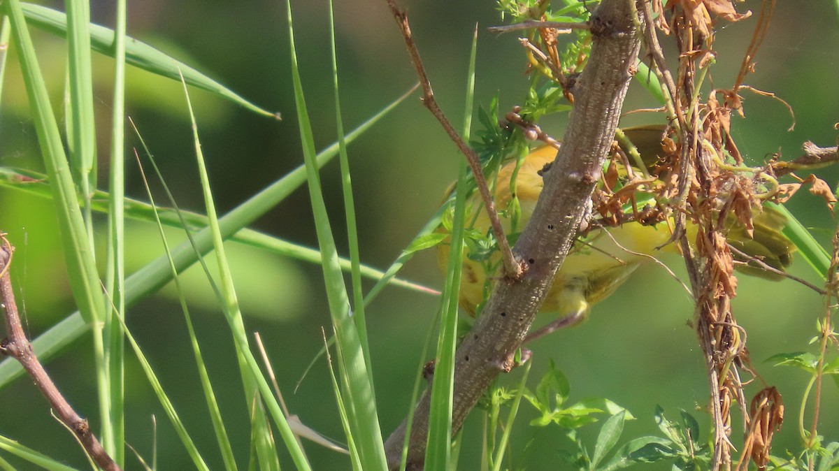 Tanganyika Masked-Weaver - ML611552098