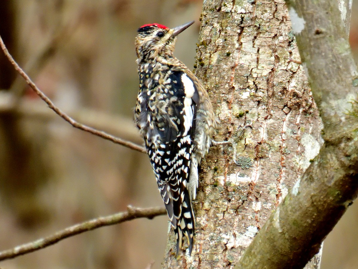 Yellow-bellied Sapsucker - ML611552143