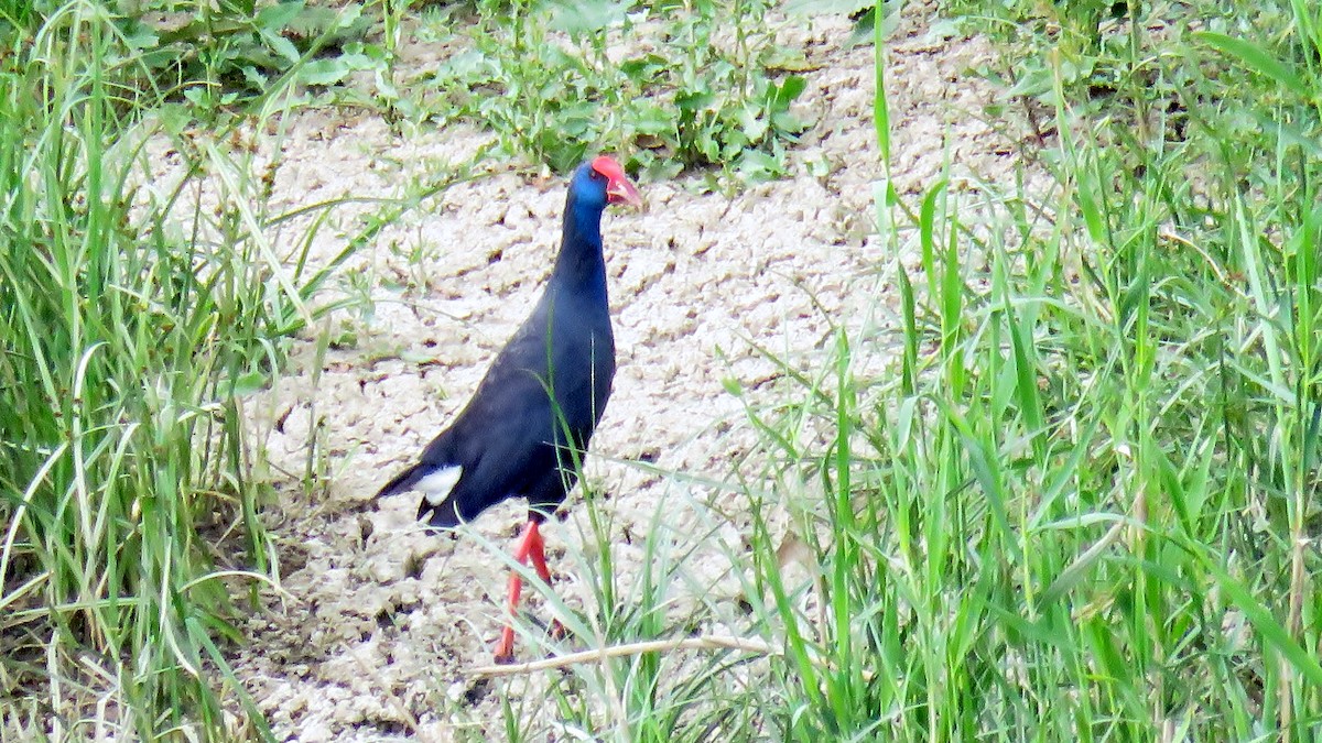 Western Swamphen - ML611552164