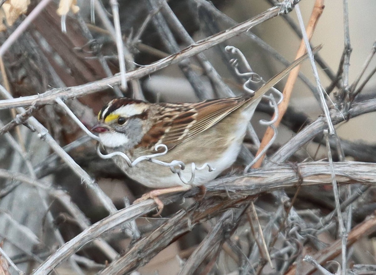White-throated Sparrow - ML611552166