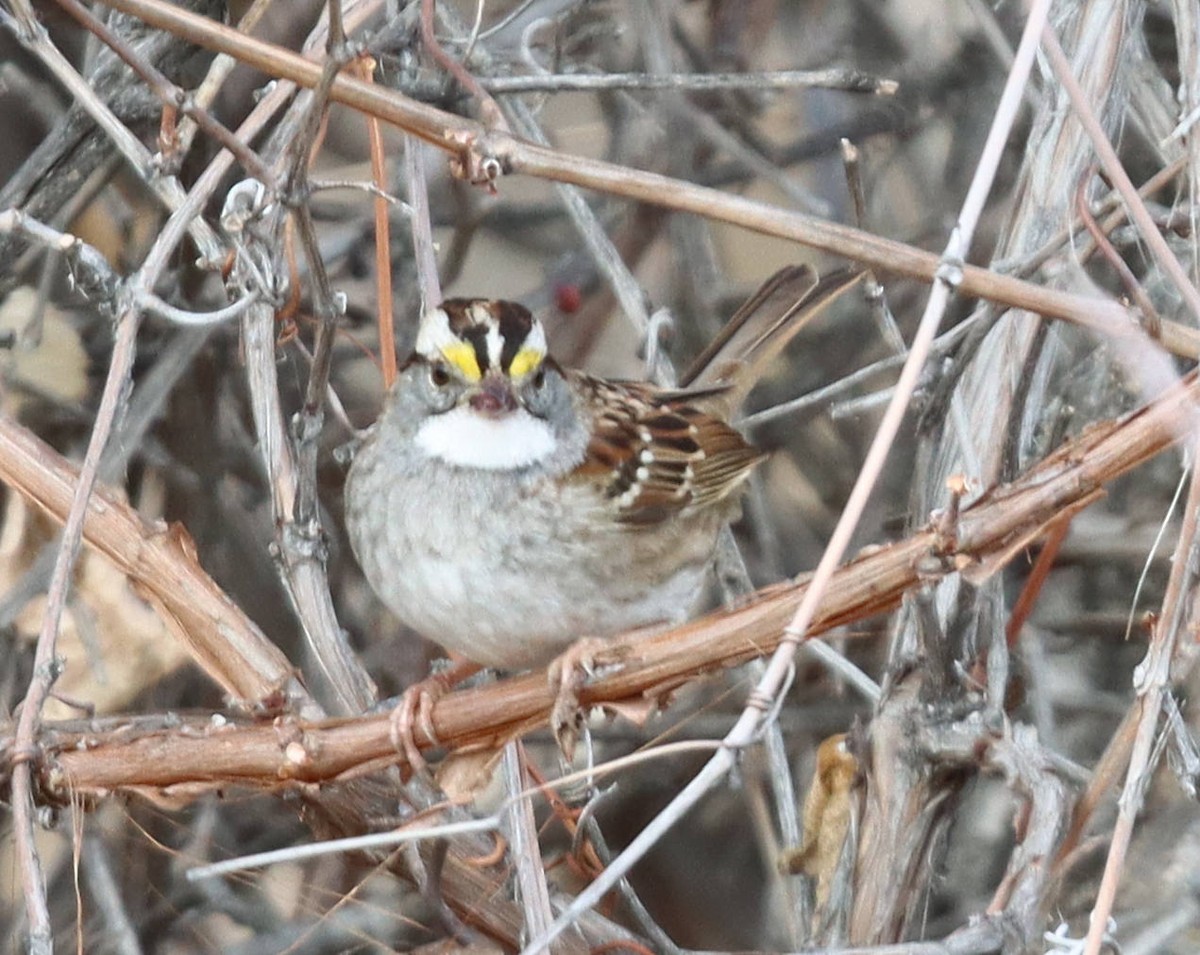 White-throated Sparrow - ML611552167