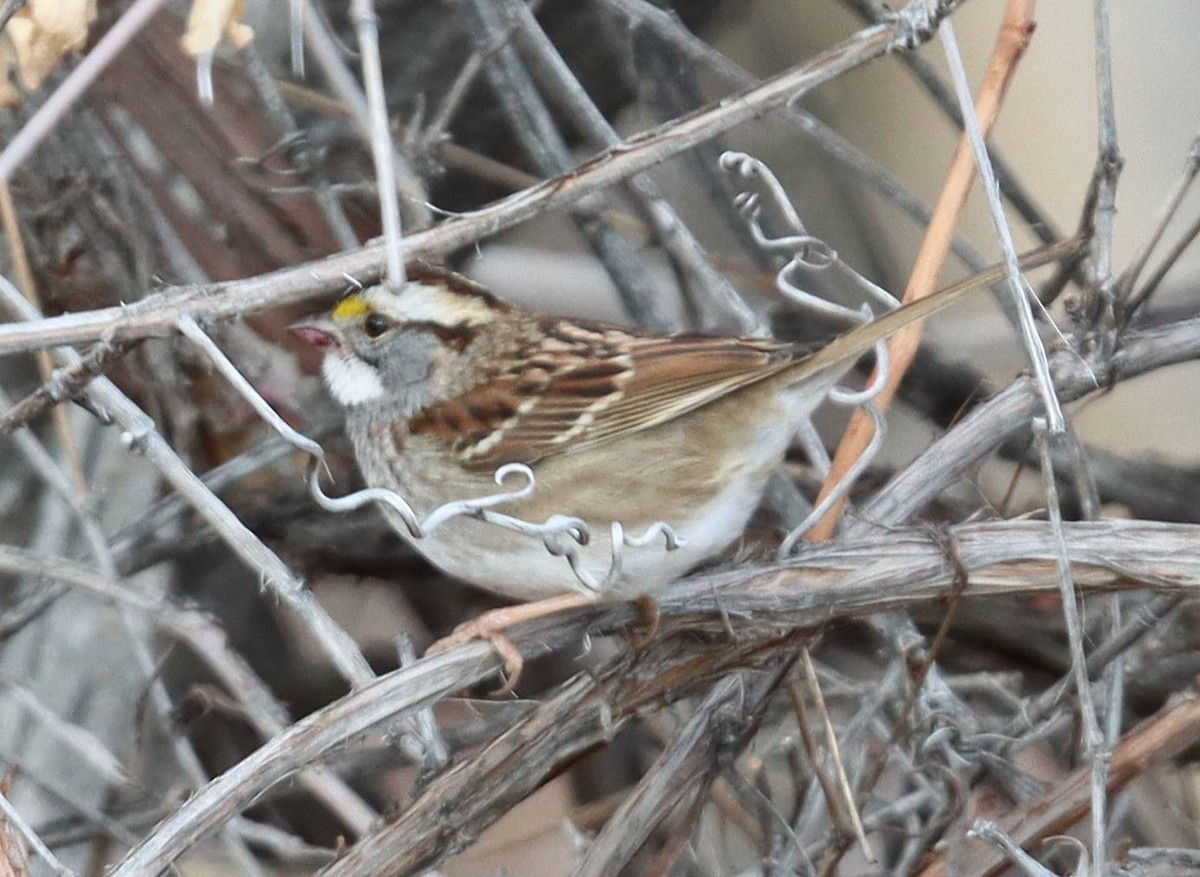 White-throated Sparrow - ML611552168