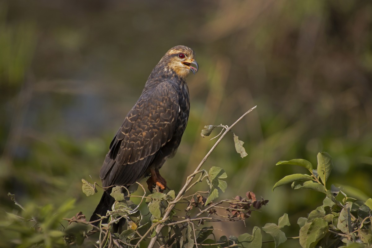 Snail Kite - Antonio Rodriguez-Sinovas