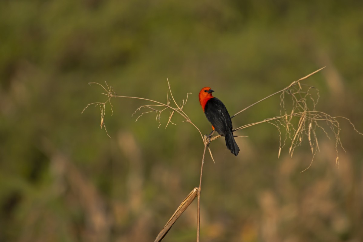 Scarlet-headed Blackbird - Antonio Rodriguez-Sinovas