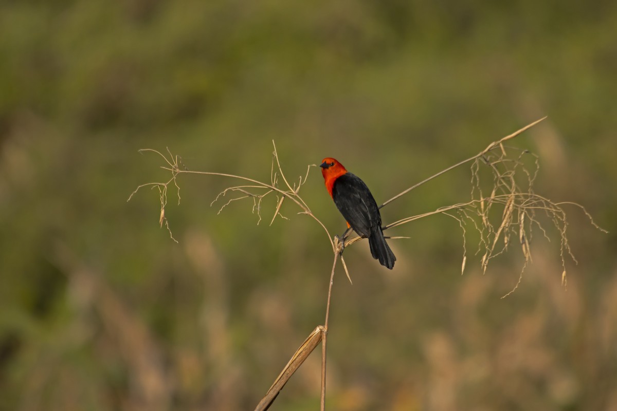 Scarlet-headed Blackbird - Antonio Rodriguez-Sinovas