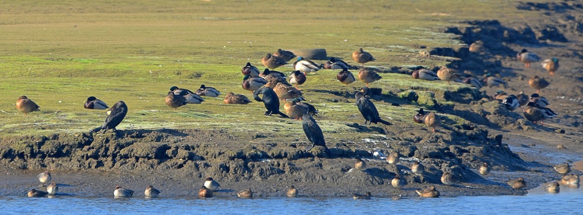 Great Cormorant - ML611552349