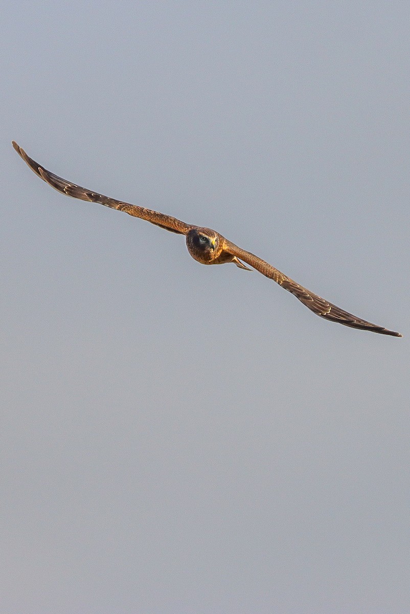 Northern Harrier - ML611552356