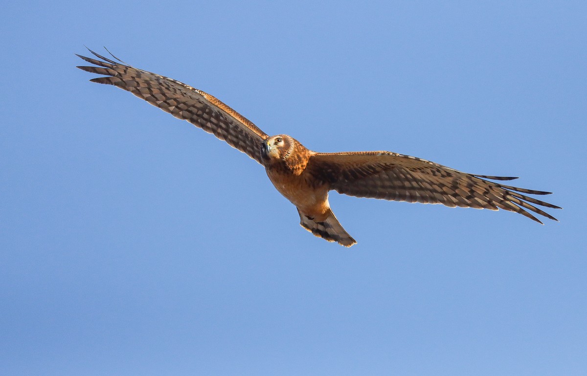 Northern Harrier - ML611552358