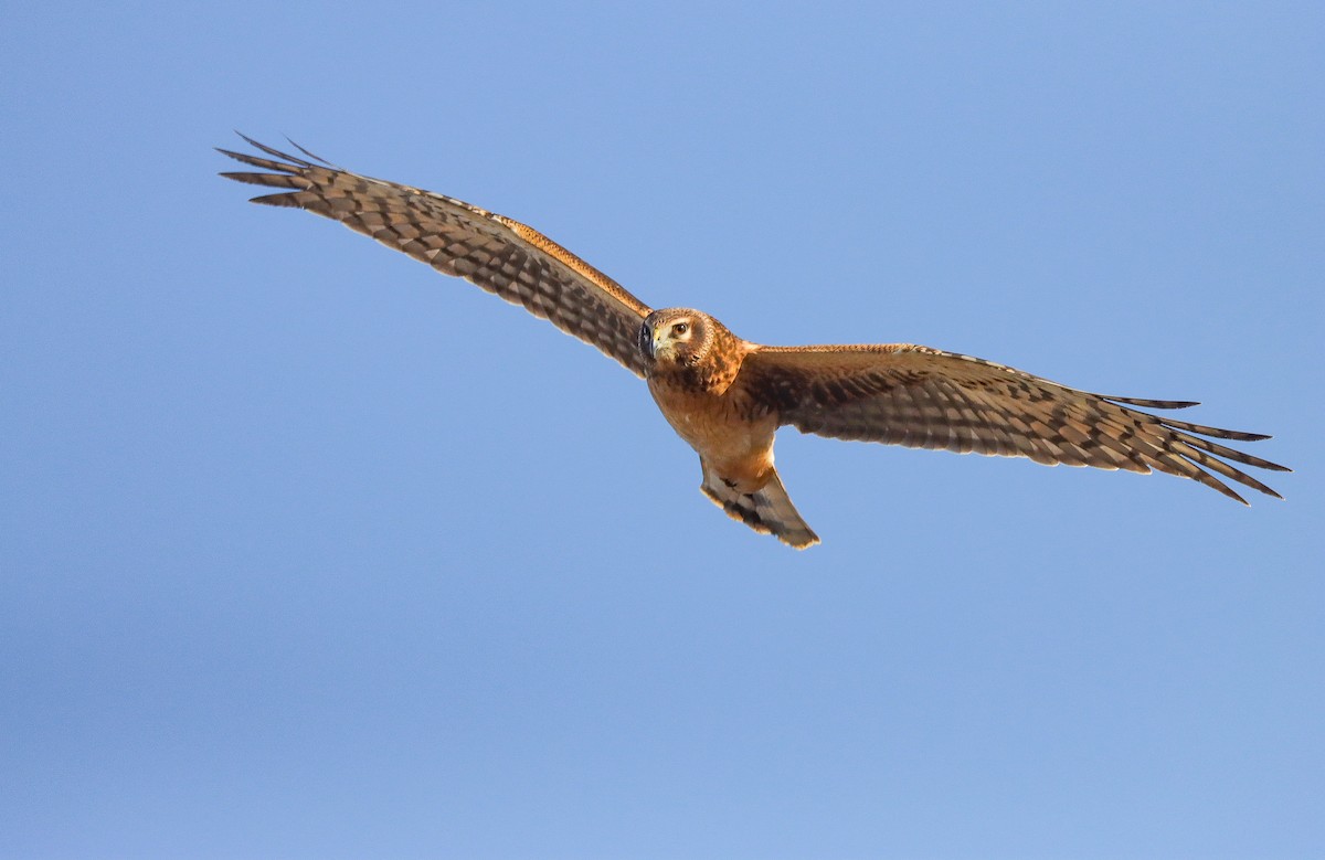 Northern Harrier - ML611552359