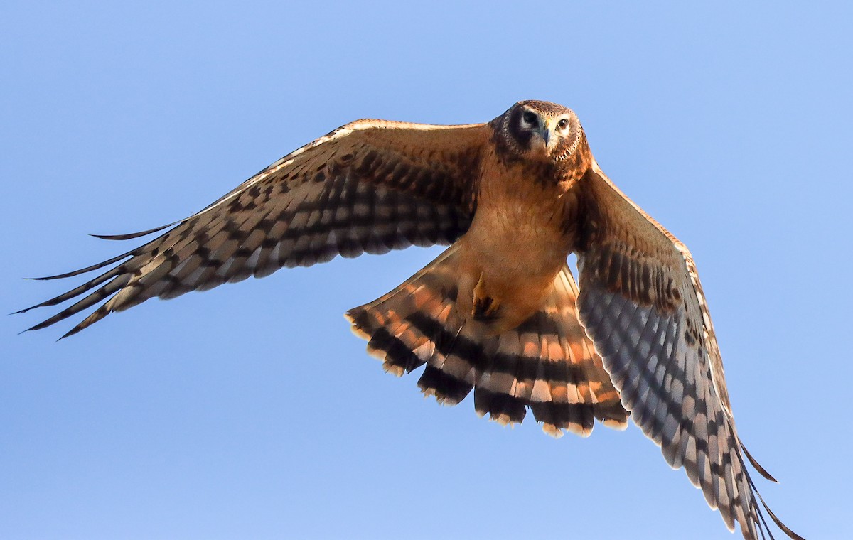 Northern Harrier - ML611552383