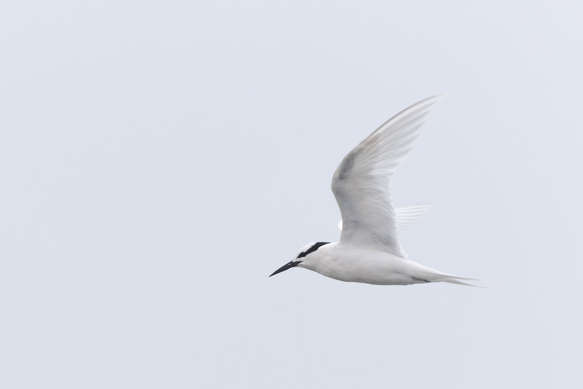 Black-naped Tern - Oscar Thomas