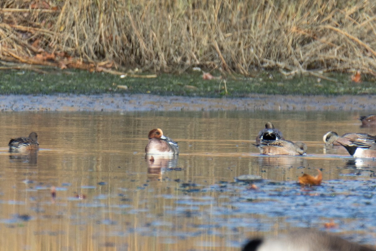 Eurasian Wigeon - ML611552420