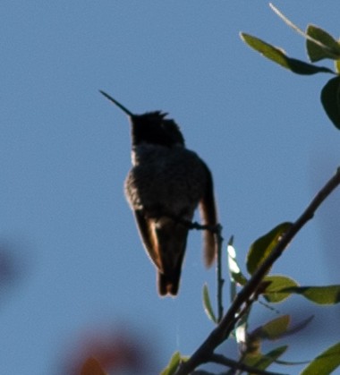 Anna's Hummingbird - ML611552457