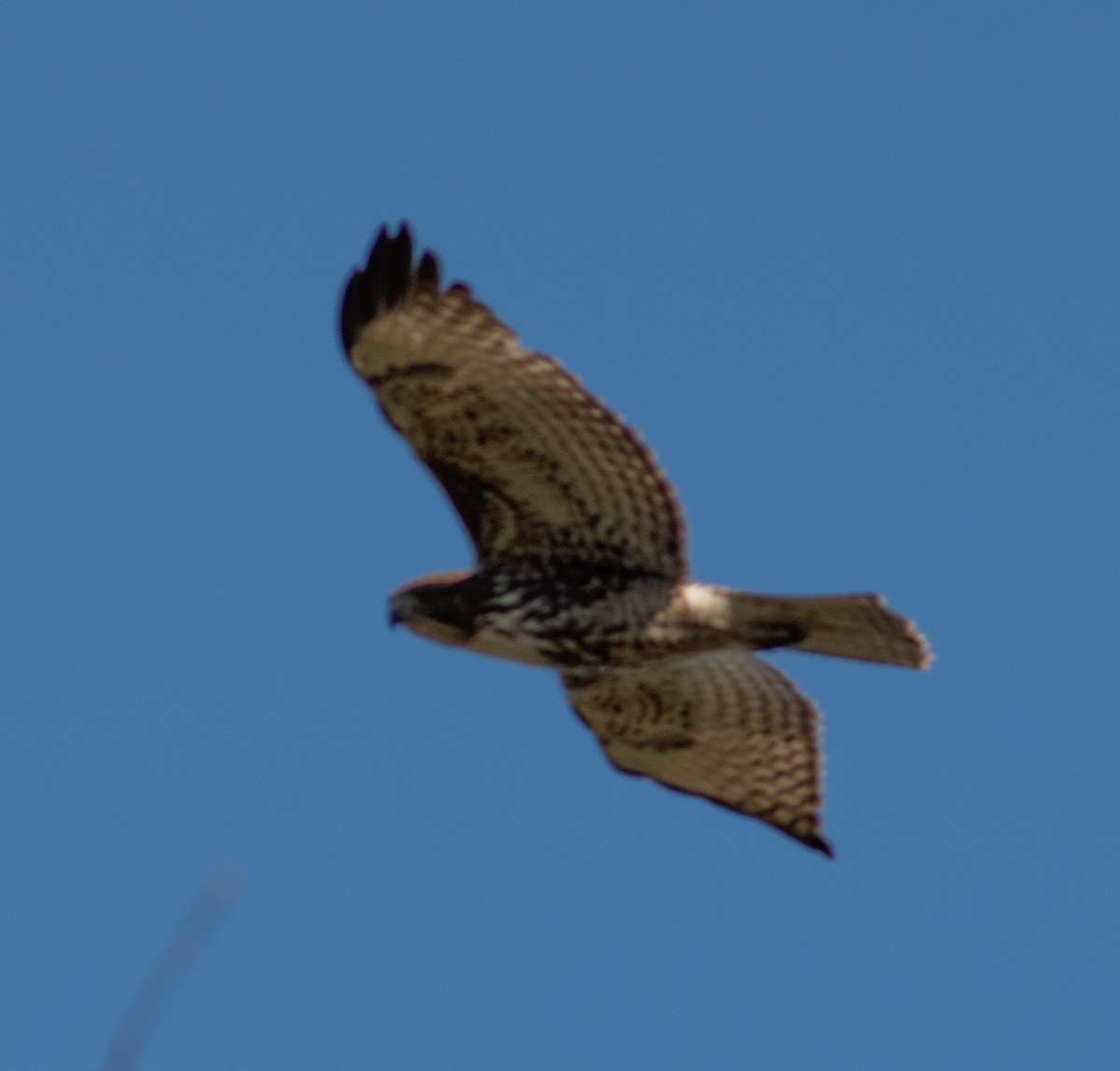 Red-tailed Hawk - ML611552478