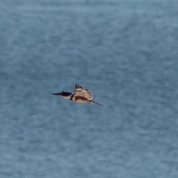 Martin-pêcheur d'Amérique - ML611552485