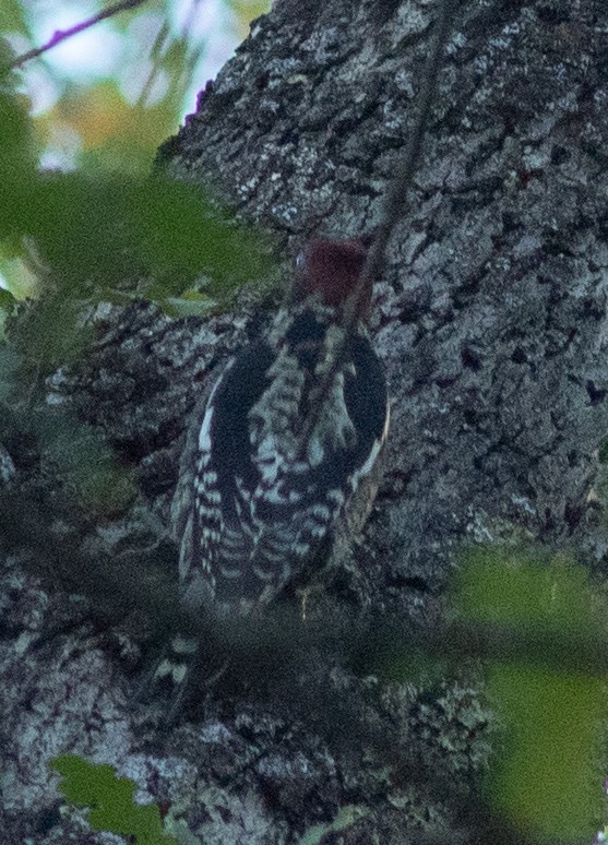 Red-breasted Sapsucker - ML611552487