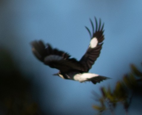 Acorn Woodpecker - ML611552492