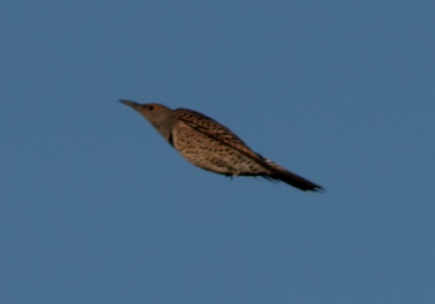 Northern Flicker - ML611552494