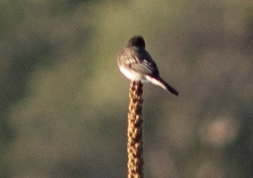 Black Phoebe - ML611552510