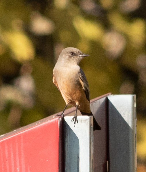 Say's Phoebe - ML611552511