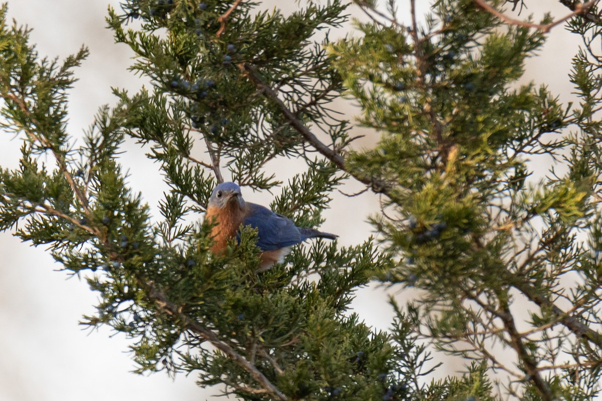 Eastern Bluebird - ML611552513