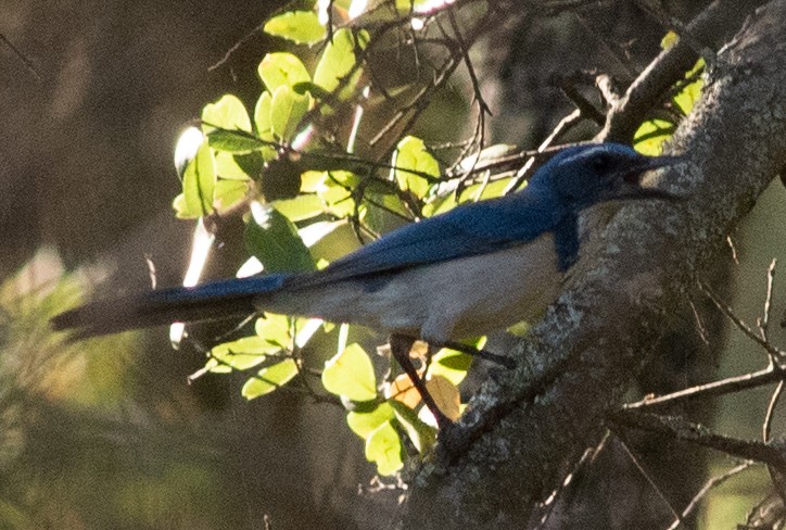 California Scrub-Jay - ML611552515