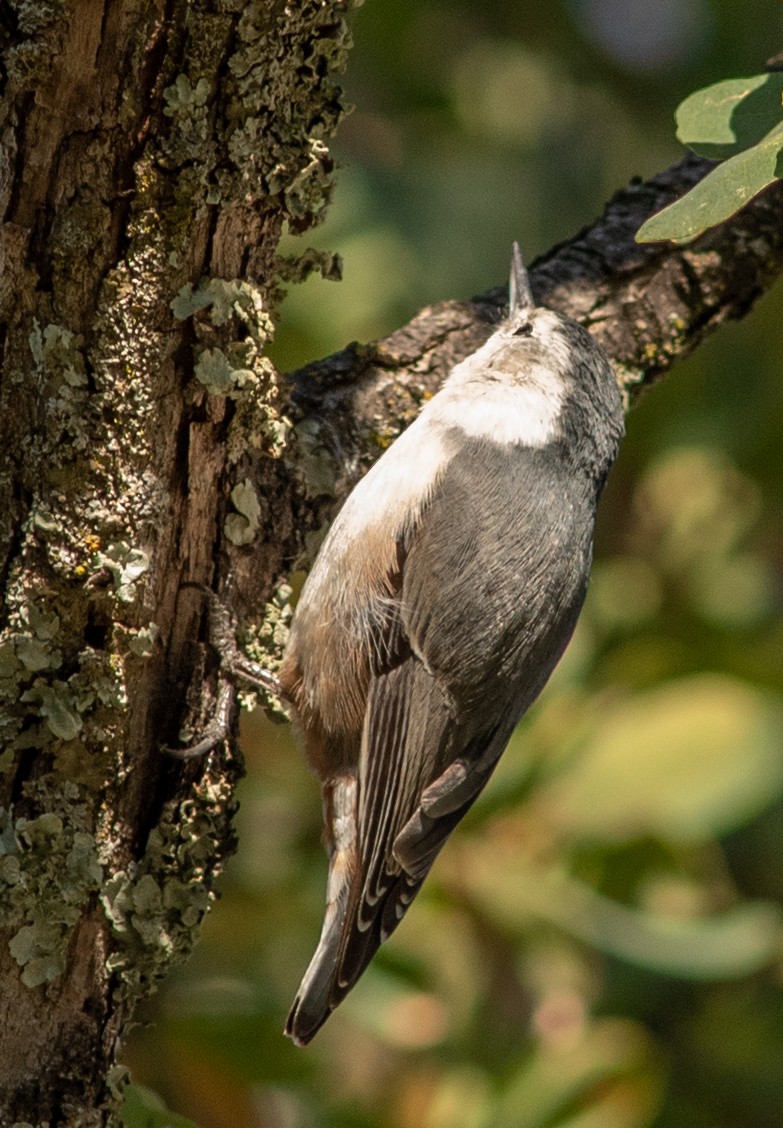 White-breasted Nuthatch - ML611552556