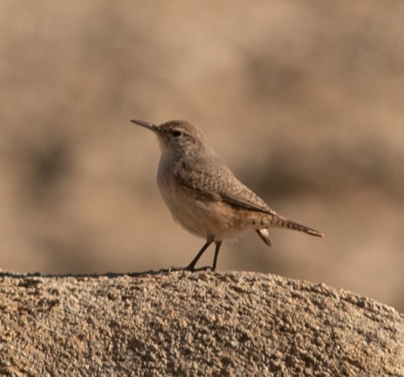 Rock Wren - ML611552559