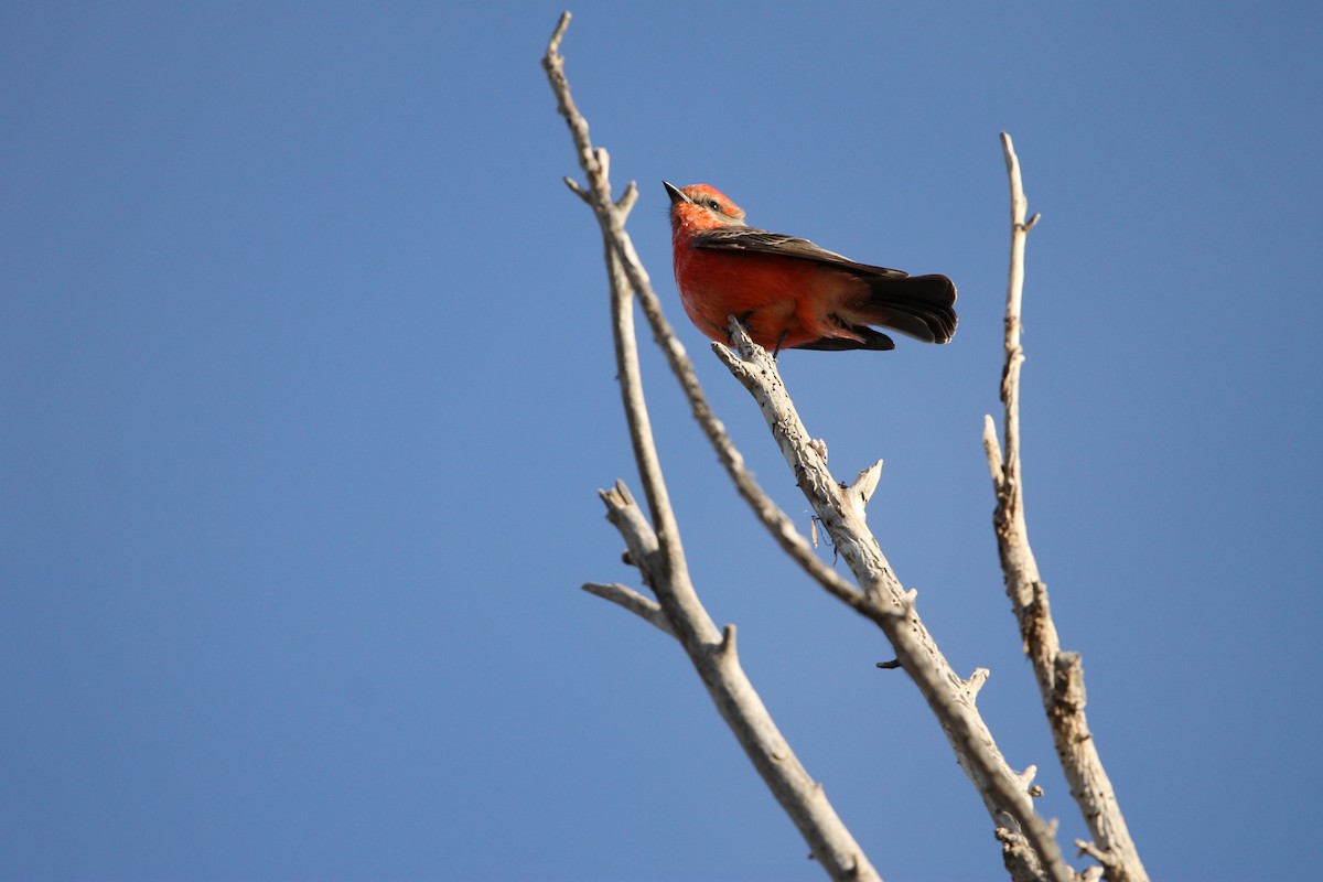 Vermilion Flycatcher - ML611552576