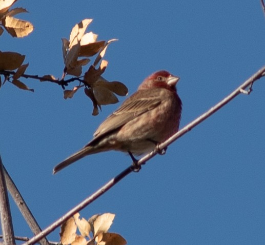 House Finch - ML611552577