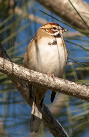 Lark Sparrow - ML611552579