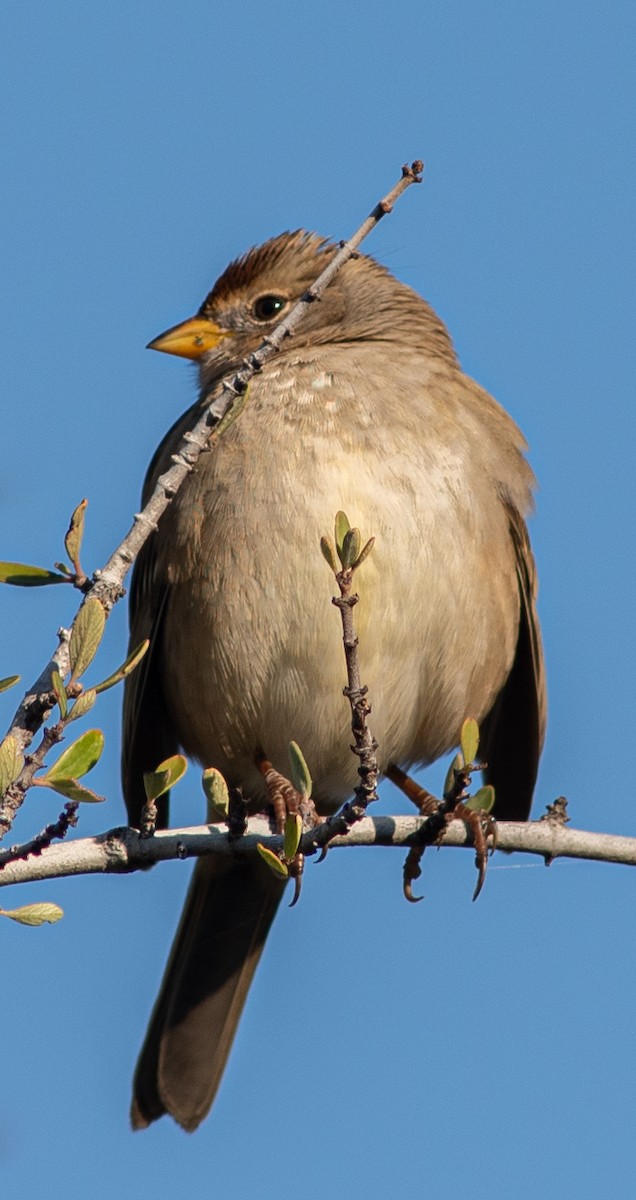 White-crowned Sparrow - ML611552588