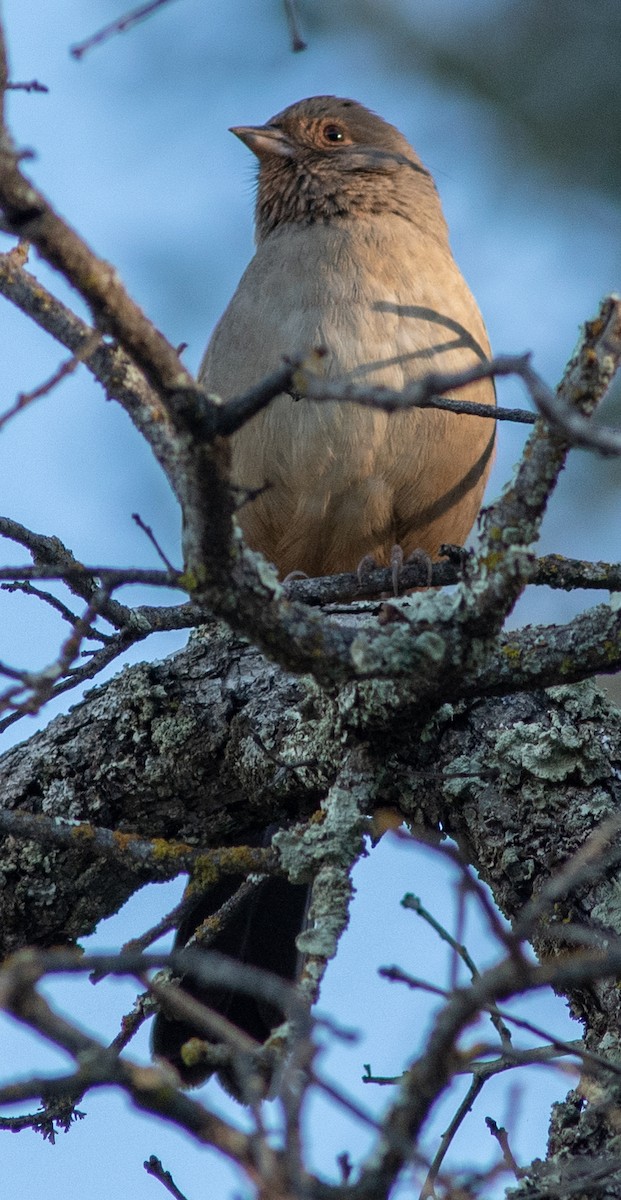 California Towhee - ML611552602