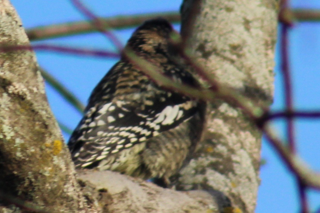 Yellow-bellied Sapsucker - Samuel Harris