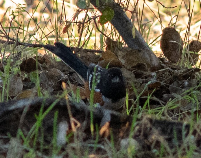 Spotted Towhee - ML611552608