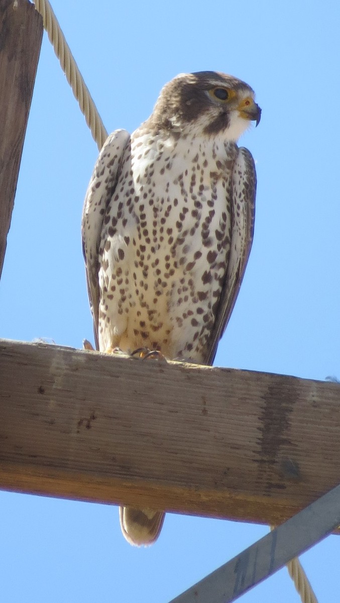 Prairie Falcon - ML611552610