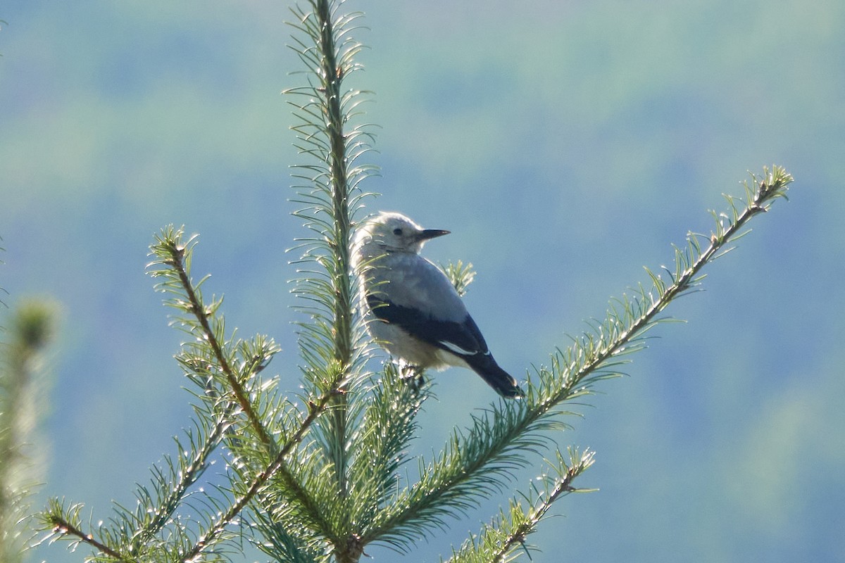 Clark's Nutcracker - ML611552620