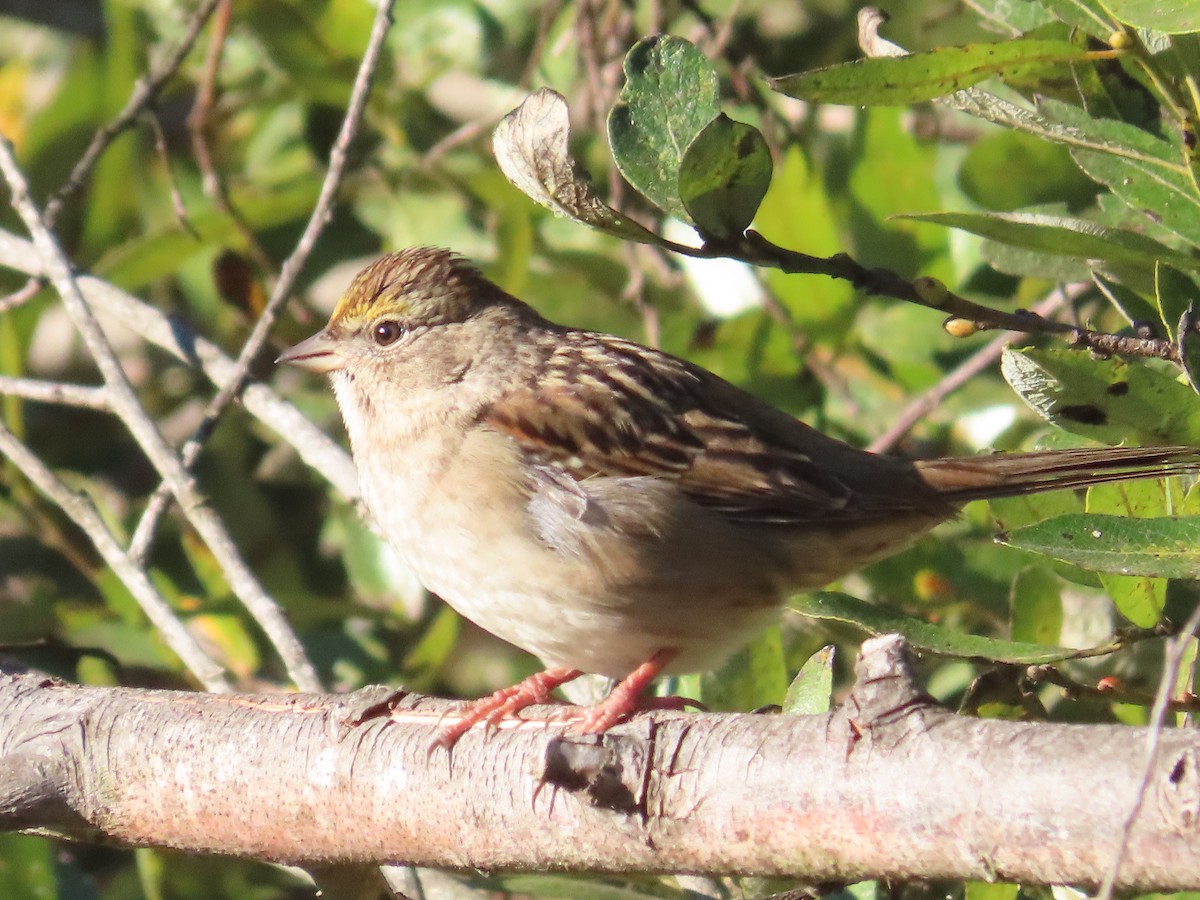 Golden-crowned Sparrow - Carol Comeau