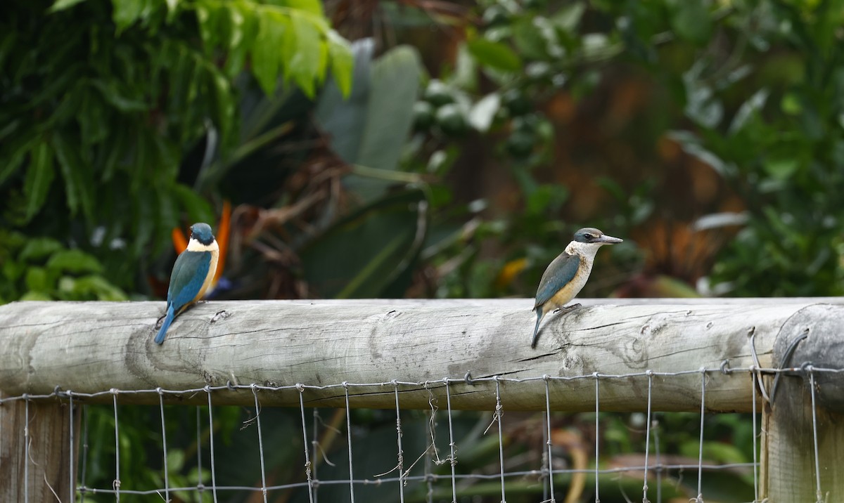 Sacred Kingfisher - ML611552719