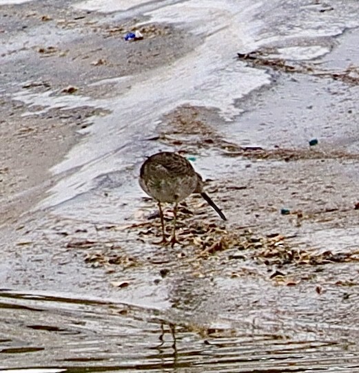 Long-billed Dowitcher - ML611552738