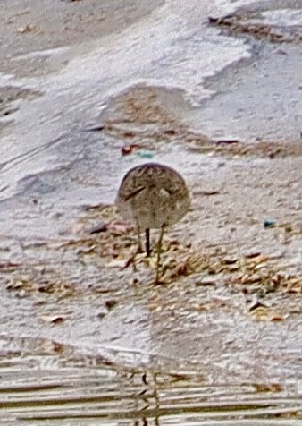 Long-billed Dowitcher - ML611552739