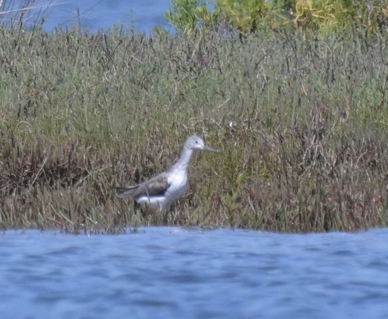 Common Greenshank - ML611552770