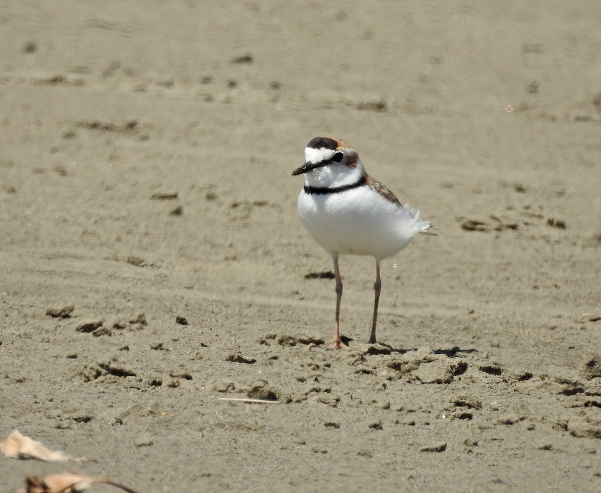 Collared Plover - ML611552788