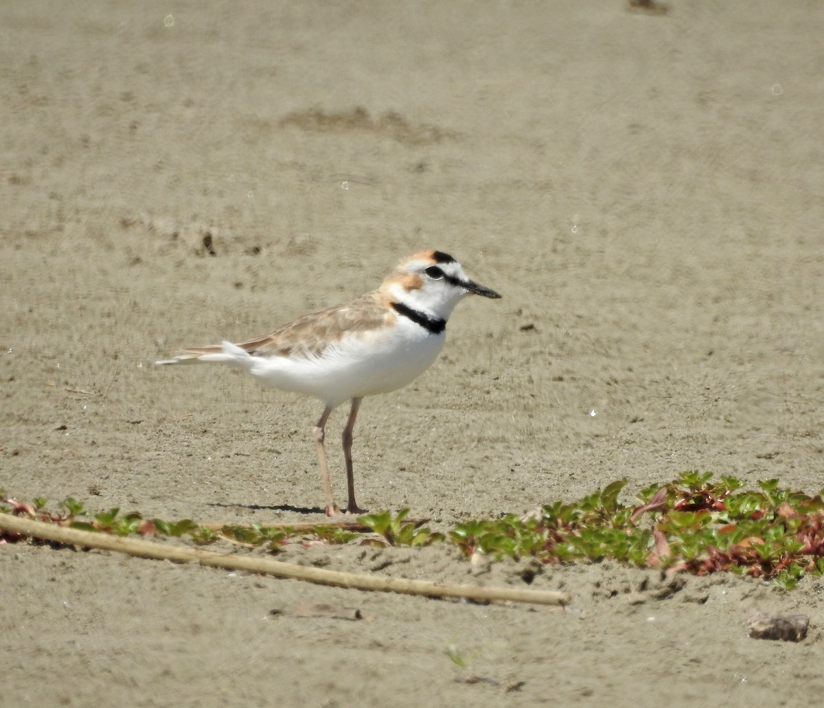 Collared Plover - ML611552789