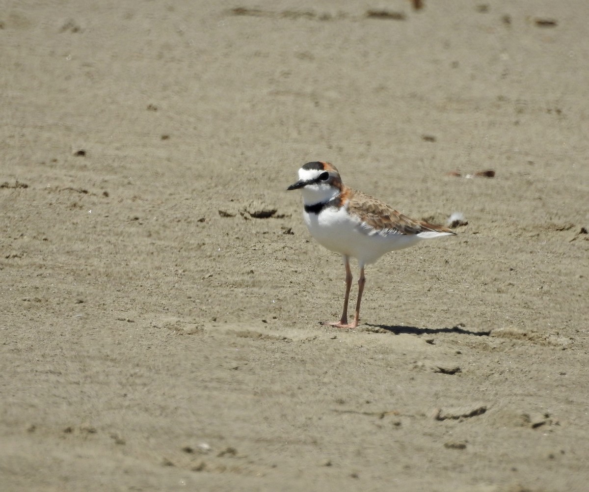 Collared Plover - ML611552790