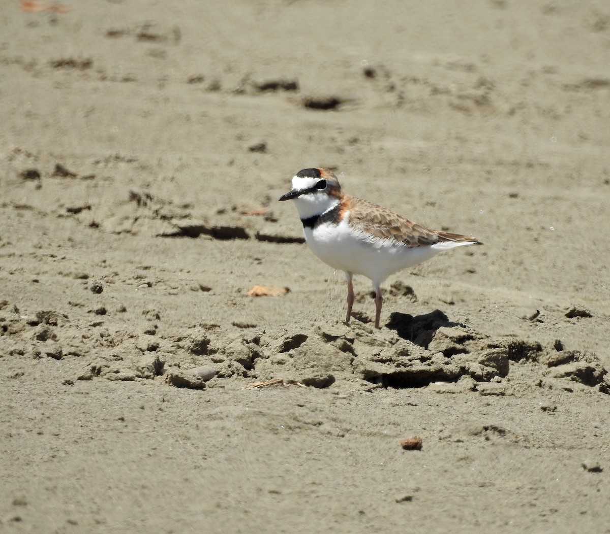Collared Plover - ML611552791