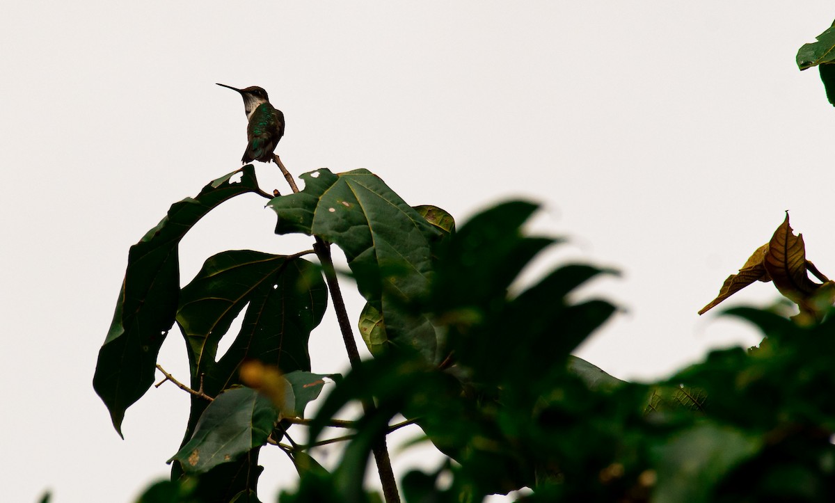 Ruby-throated Hummingbird - Leonel Lepiz